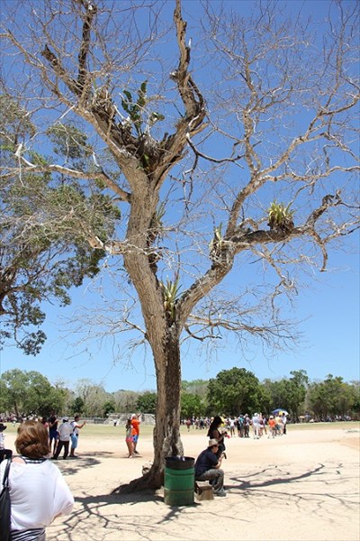 098-Высохшее дерево